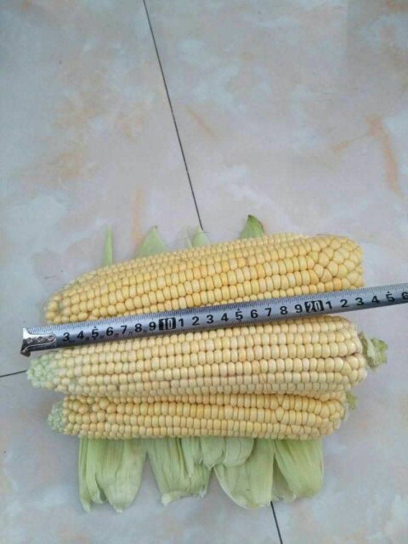 甜糯玉米