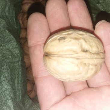 香玲核桃30mm以上去皮干