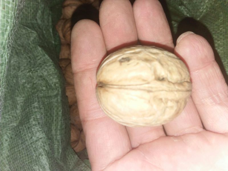 香玲核桃30mm以上去皮干