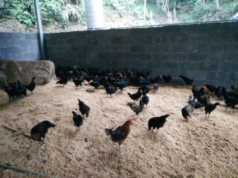 绿壳蛋鸡苗1斤以上