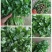香菜20~25厘米以上质量很好，诚信第一，价格便宜，欢