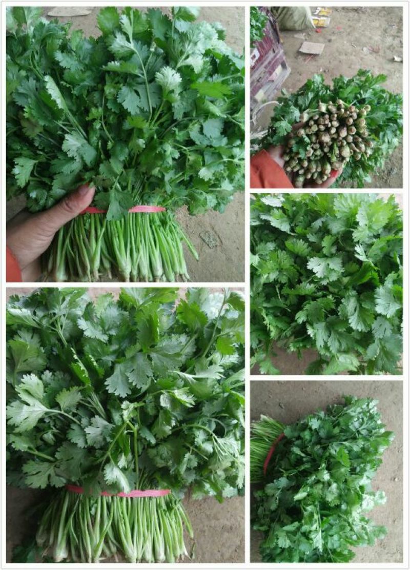 香菜20~25厘米以上质量很好，诚信第一，价格便宜，欢