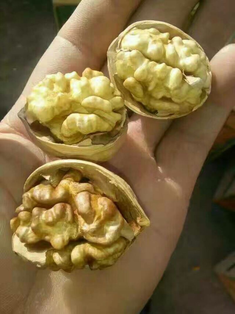 新新2号核桃去皮干