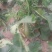 沙窝水果萝卜1~1.5斤起