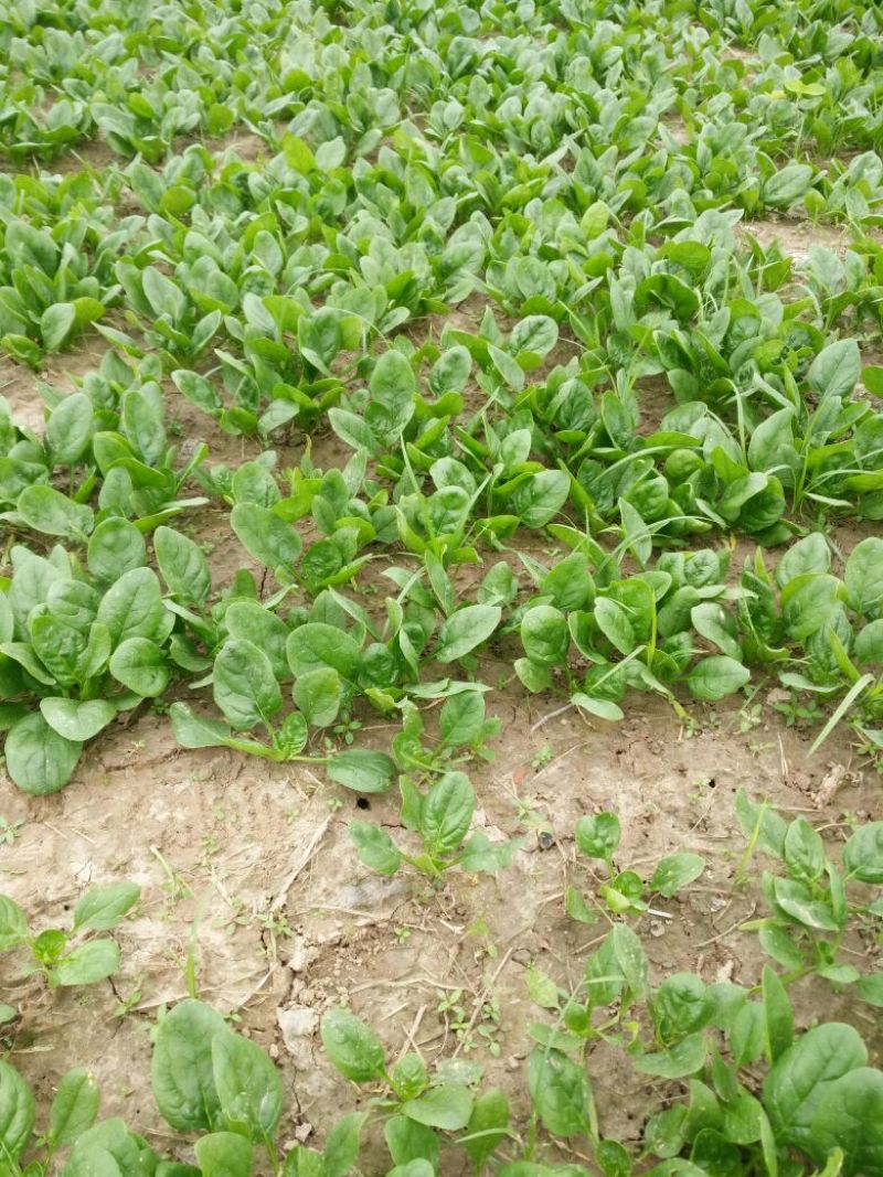 精品黑叶小圆菠菜10-12厘米实力商家可开增值税发票