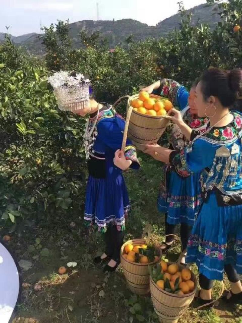 冰糖橙橙