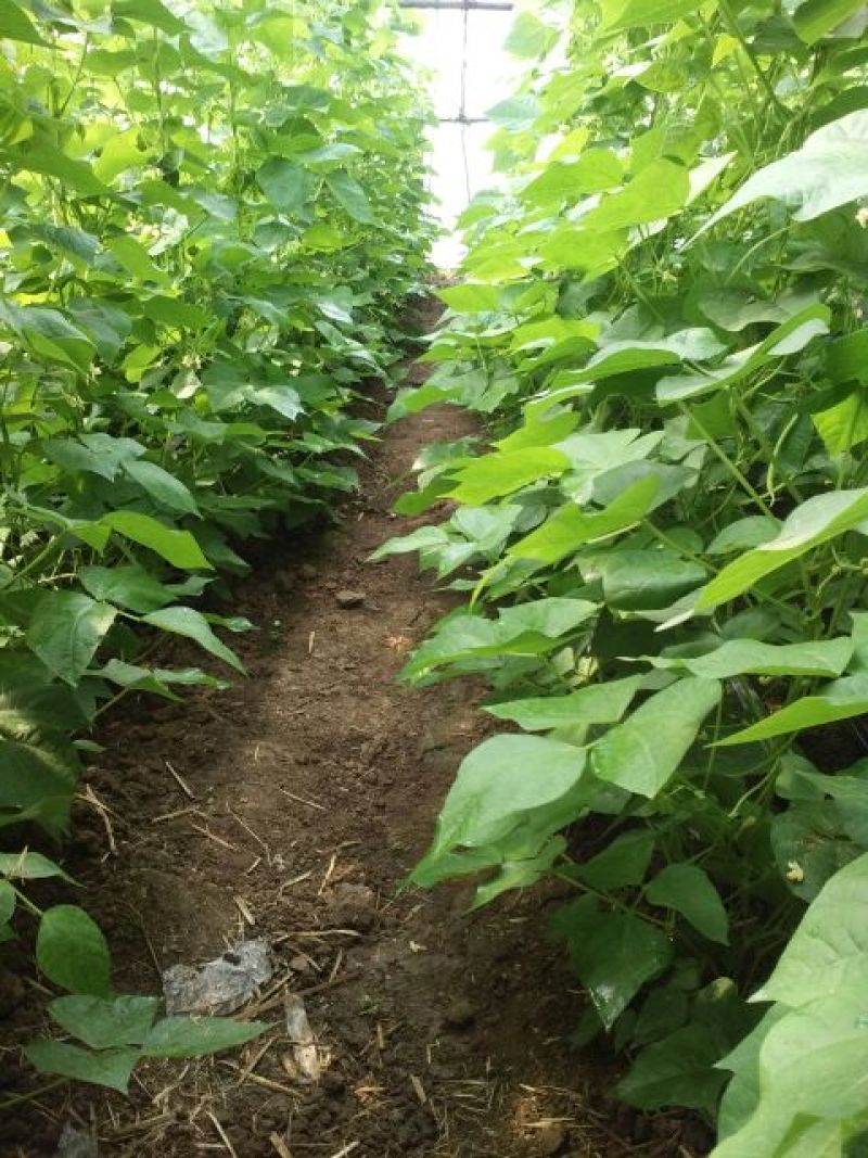 九粒白芸豆20cm以上