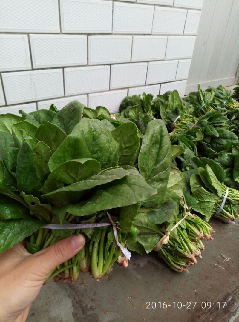 菠菜15~20厘米