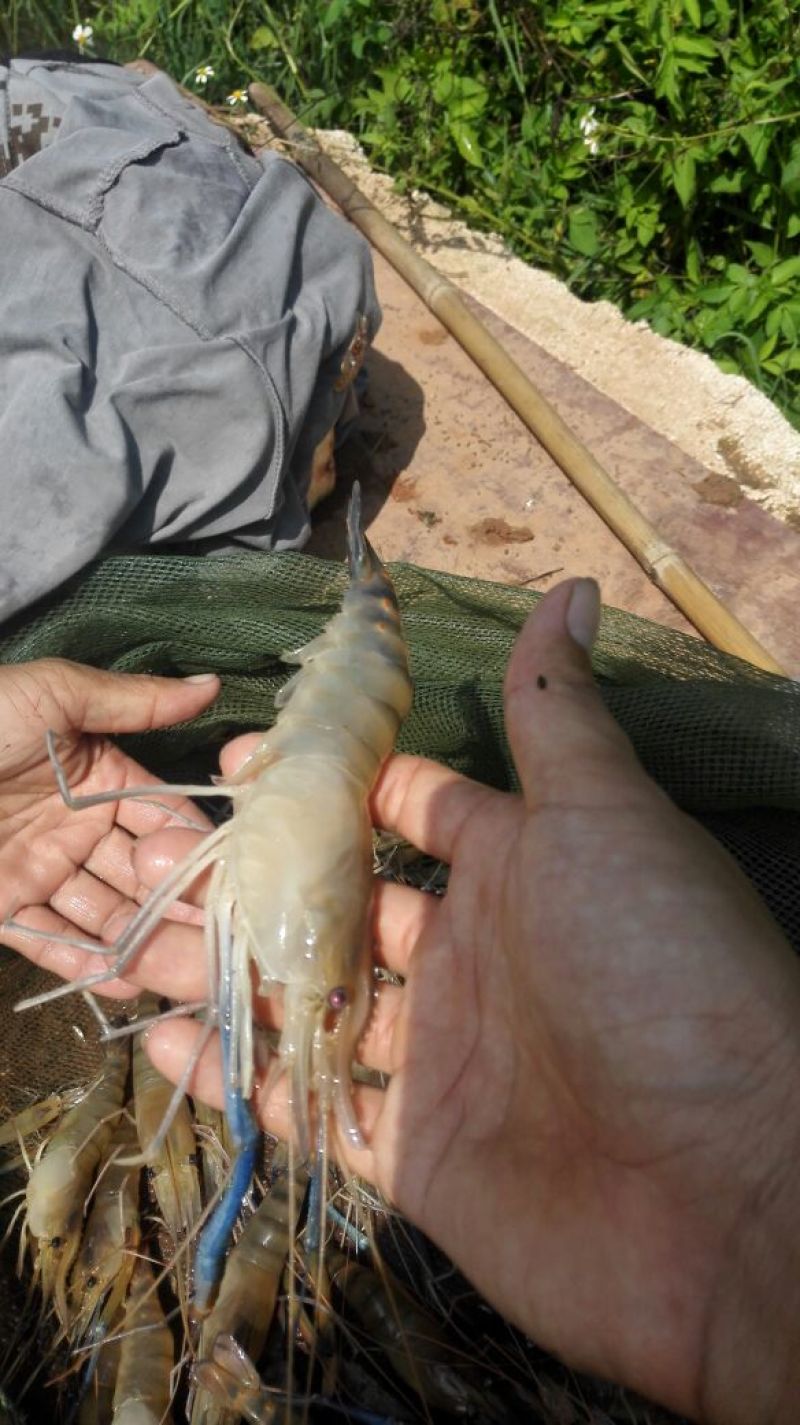 沼虾