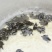 山瑞鳖5斤以上