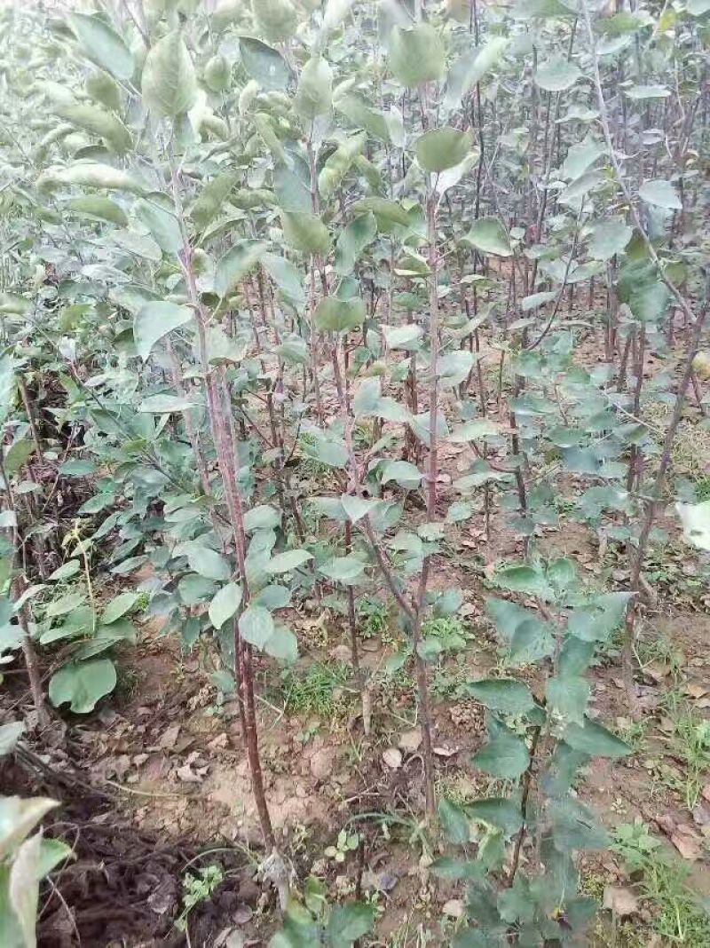 红肉苹果树苗响富品种苗基地直销先挖现卖