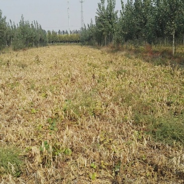 红小豆散装