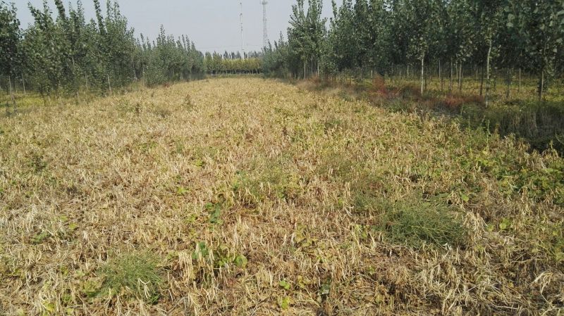 红小豆散装