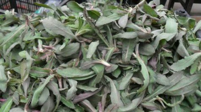 山野菜