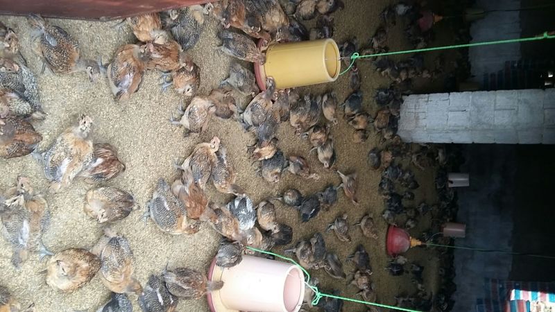 脱温鸡1斤以上