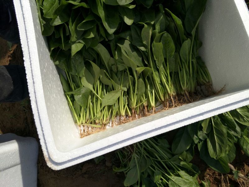 菠菜25~30厘米