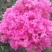 红花紫薇1~2米2~4cm1.5~2米