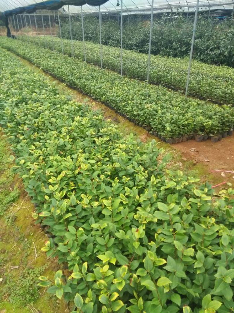 茶花山茶花，五色赤丹，贝拉六角大红五色赤丹等等
