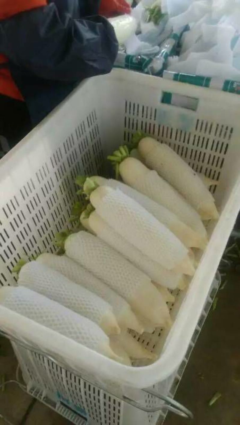白萝卜2~2.5斤起