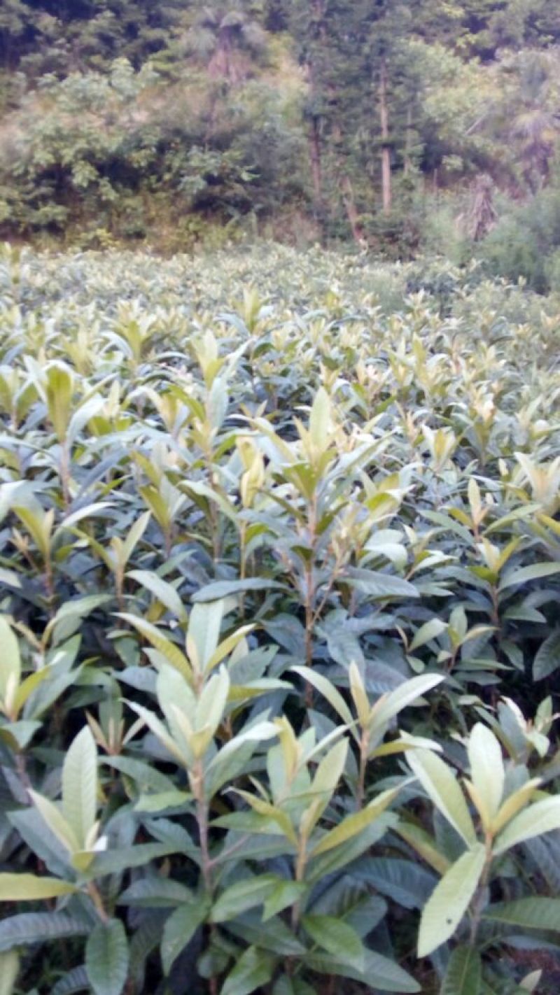 枇杷树81~110cm