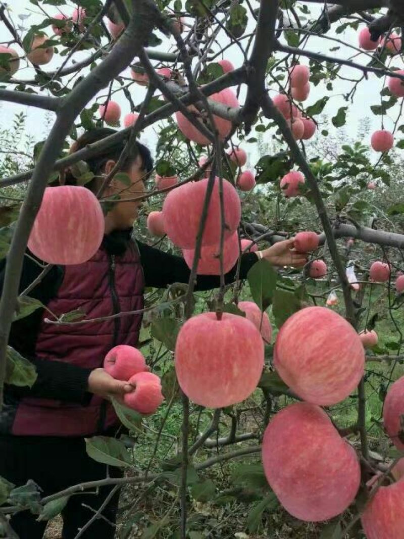 黄土高坡红富士苹果纸袋红富士最新价格