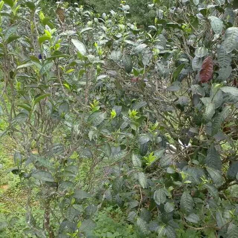 藤茶一级