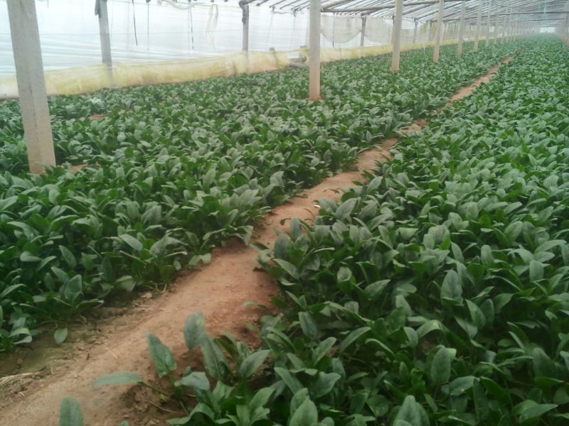 黑叶菠菜20~25厘米