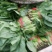 大叶菠菜