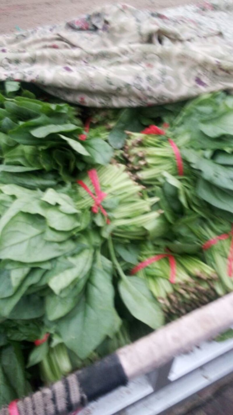 大叶菠菜