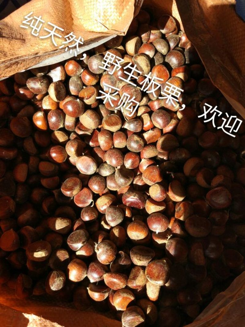 板栗炒栗种小粒