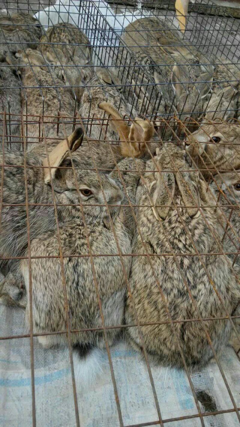 新美系獭兔5kg以上