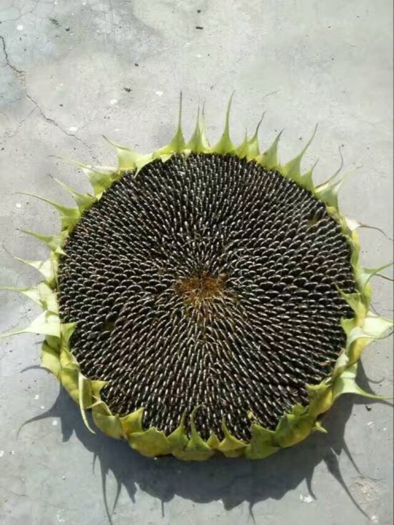 葵花子