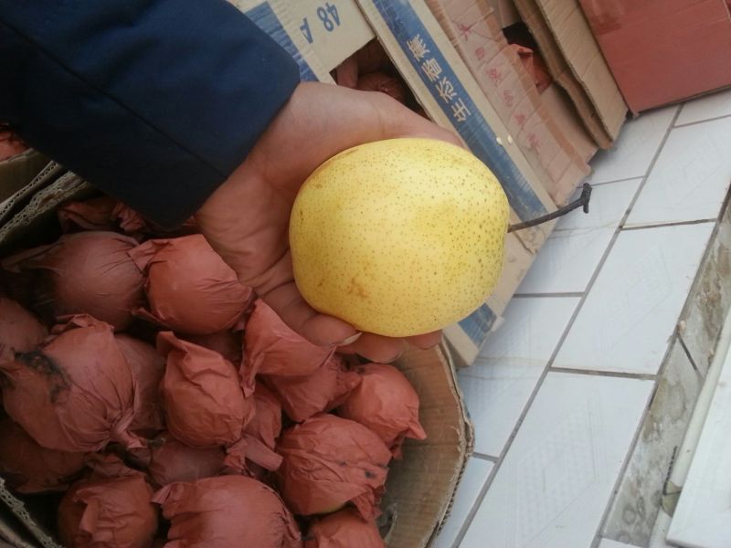 雪花梨300~350g纸袋