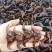 青菱苗优质高产大量供货量大价优