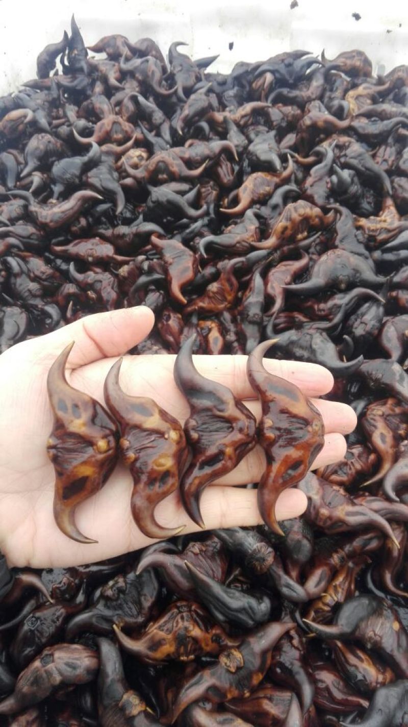 青菱苗优质高产大量供货量大价优