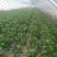 大叶菠菜25~30厘米