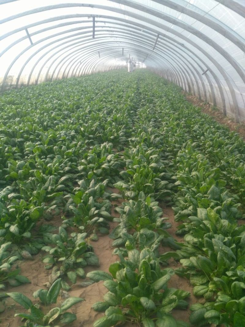 大叶菠菜25~30厘米