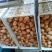 普通鸡蛋食用50g以下