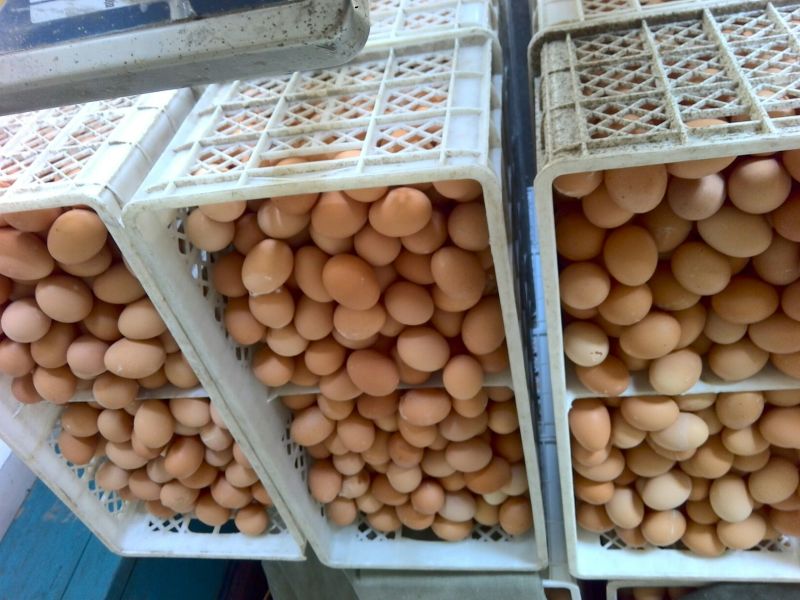 普通鸡蛋食用50g以下