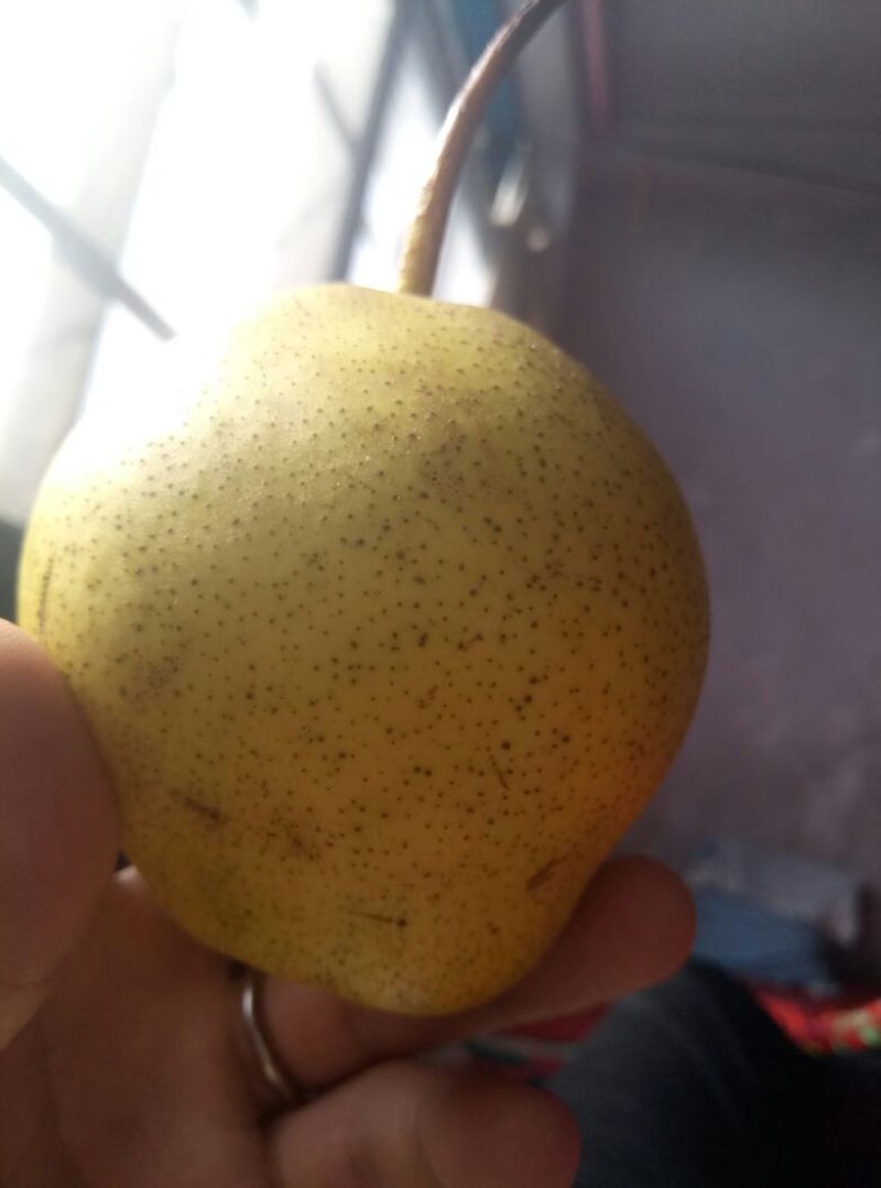 雪花梨250~300g光果
