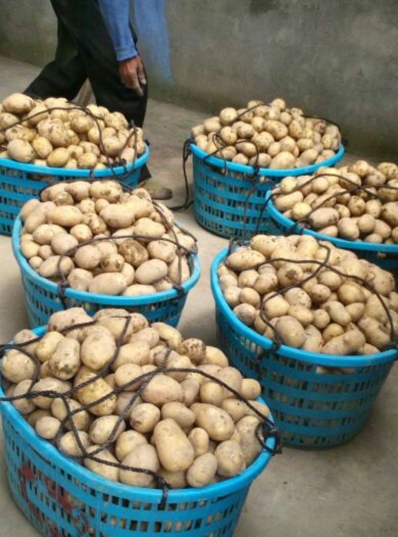 新土豆兴佳2号黄皮黄心专业代办产地直供
