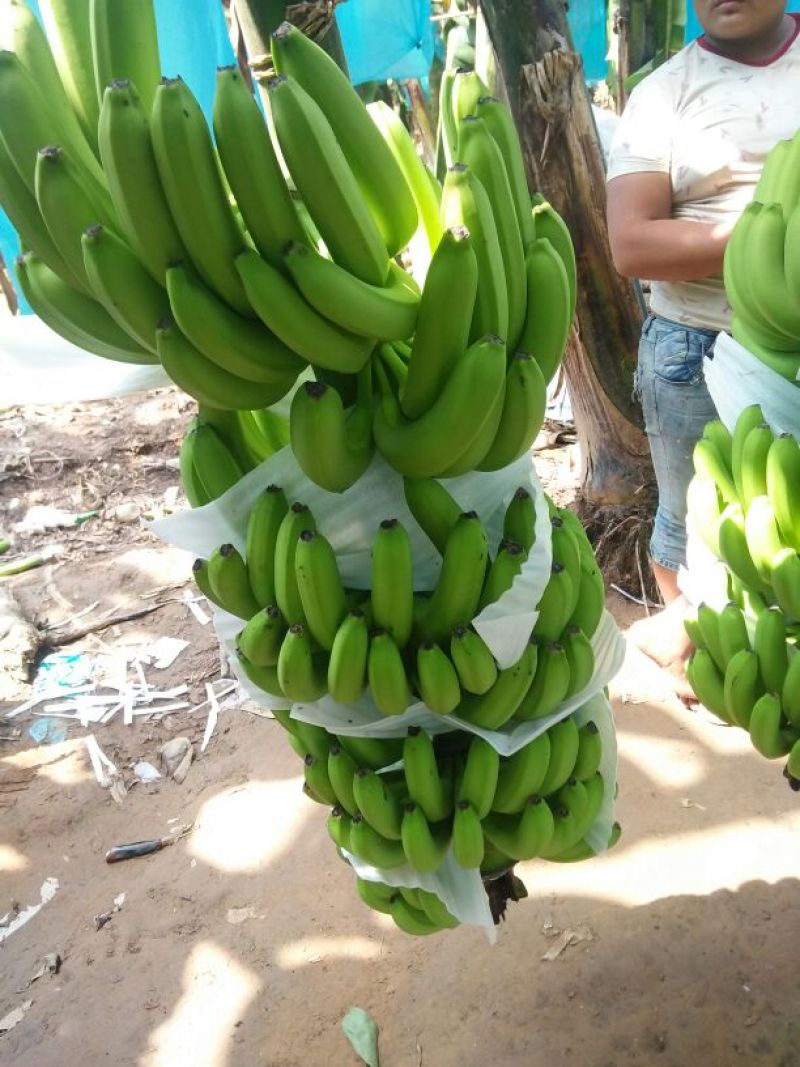 香蕉七成熟