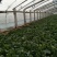 黑叶菠菜10~15厘米