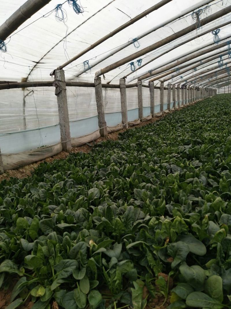 黑叶菠菜10~15厘米