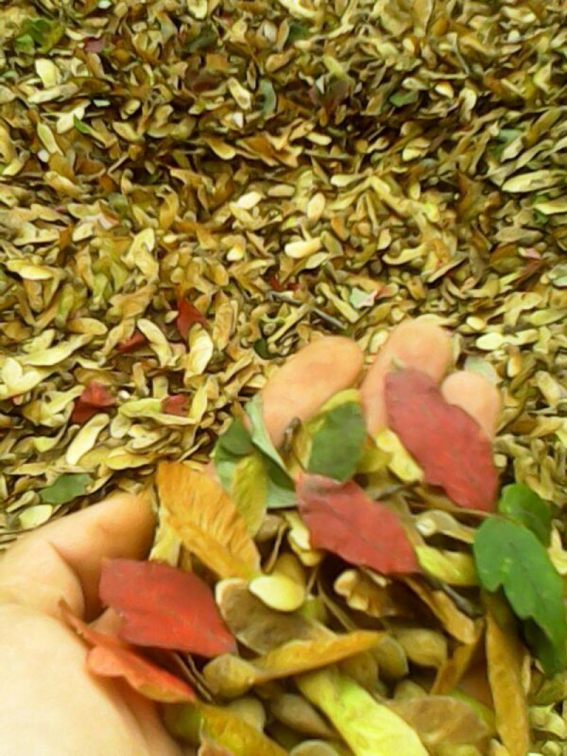 血皮槭种子/中华血皮槭催芽种子/嵩县彩叶花木专业供应