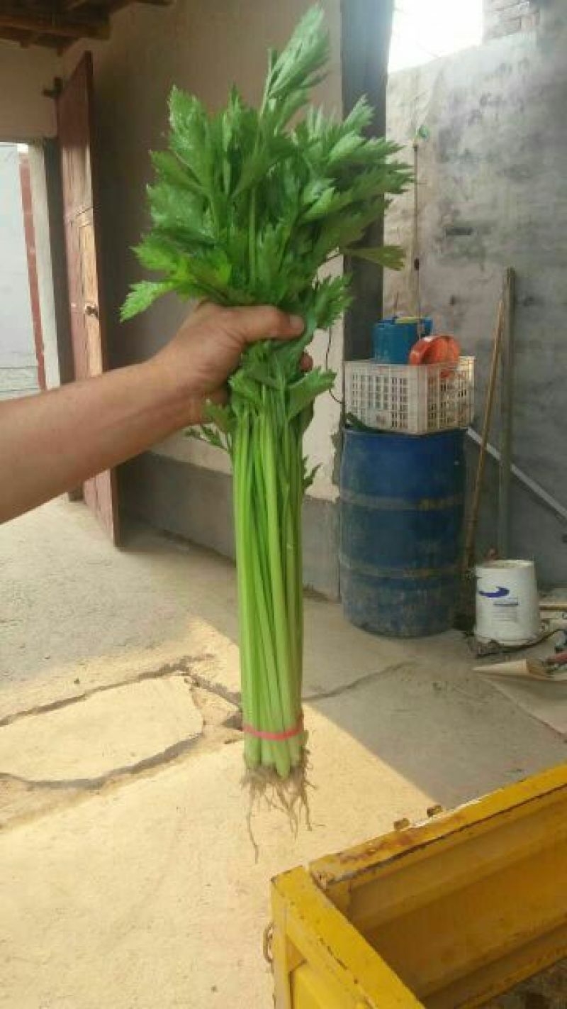 皇后西芹50cm以上，质量好，价格底，代收，代发全国。