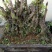 映山红10~15cm