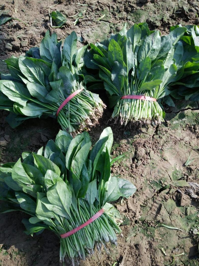 名门菠菜25~30厘米