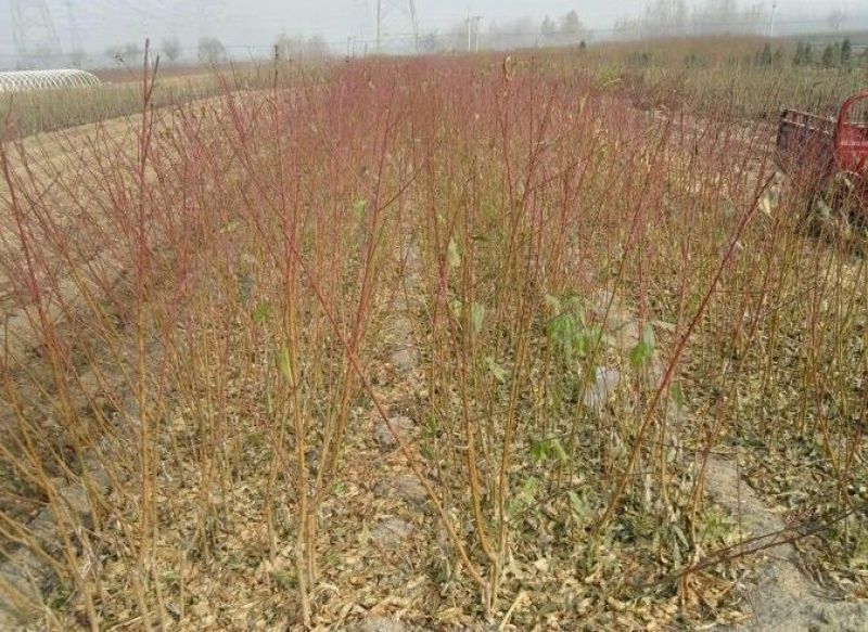 桃树桃树品种桃树砀山县桃树占地桃树