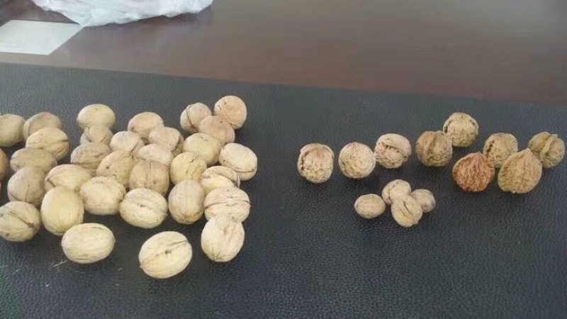薄皮核桃